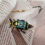Chlorobapta frontalis (Flower Beetle), Alice Springs NT