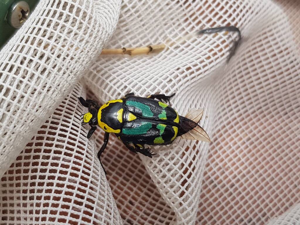 Chlorobapta frontalis (Flower Beetle), Alice Springs NT