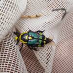 Chlorobapta frontalis (Flower Beetle), Alice Springs NT