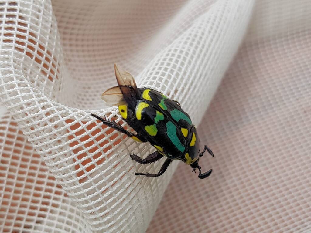Chlorobapta frontalis (Flower Beetle), Alice Springs NT