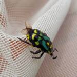 Chlorobapta frontalis (Flower Beetle), Alice Springs NT