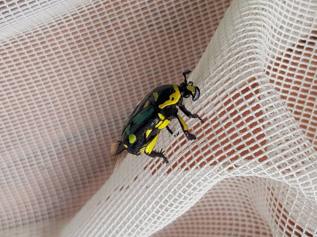 Chlorobapta frontalis (Flower Beetle), Alice Springs NT