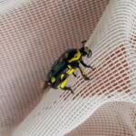 Chlorobapta frontalis (Flower Beetle), Alice Springs NT