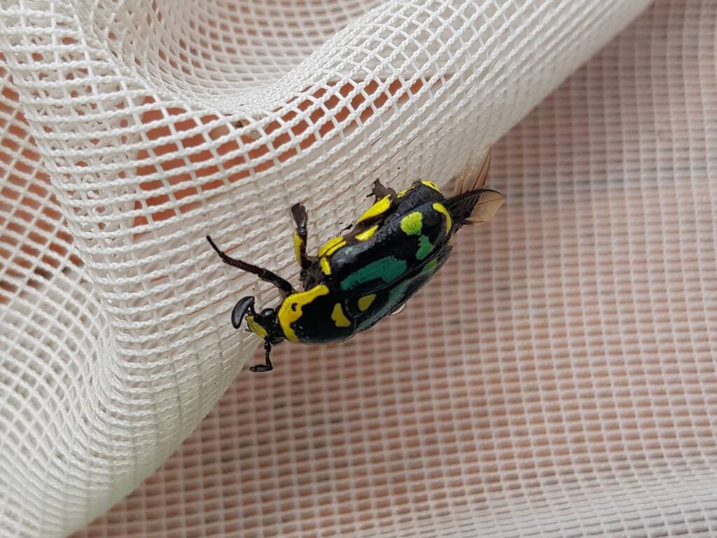 Chlorobapta frontalis (Flower Beetle), Alice Springs NT