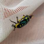 Chlorobapta frontalis (Flower Beetle), Alice Springs NT