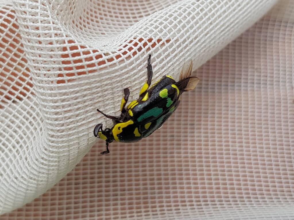Chlorobapta frontalis (Flower Beetle), Alice Springs NT