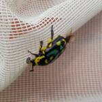 Chlorobapta frontalis (Flower Beetle), Alice Springs NT