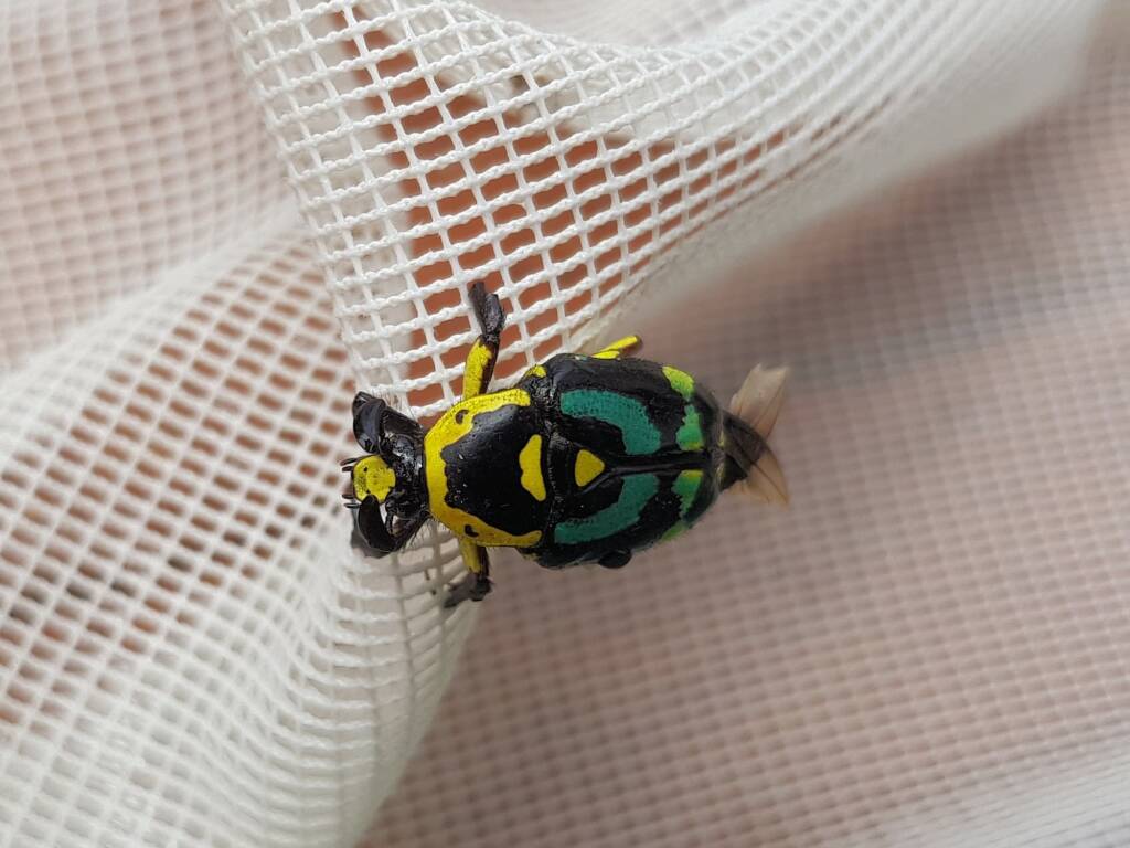 Chlorobapta frontalis (Flower Beetle), Alice Springs NT