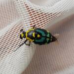 Chlorobapta frontalis (Flower Beetle), Alice Springs NT