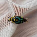 Chlorobapta frontalis (Flower Beetle), Alice Springs NT