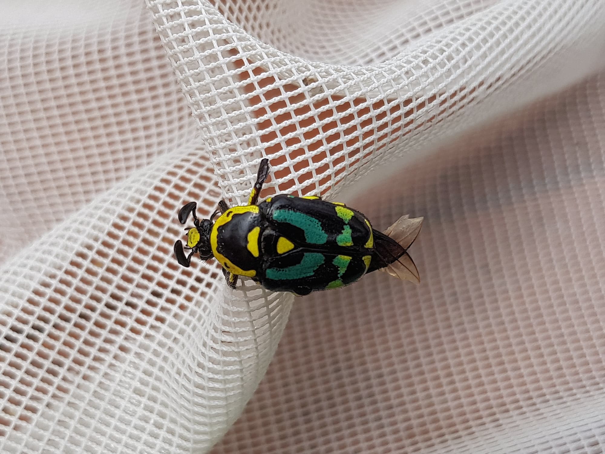 Chlorobapta frontalis (Flower Beetle), Alice Springs NT