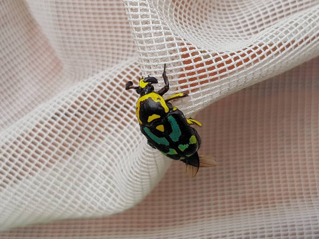 Chlorobapta frontalis (Flower Beetle), Alice Springs NT