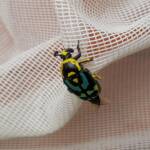 Chlorobapta frontalis (Flower Beetle), Alice Springs NT