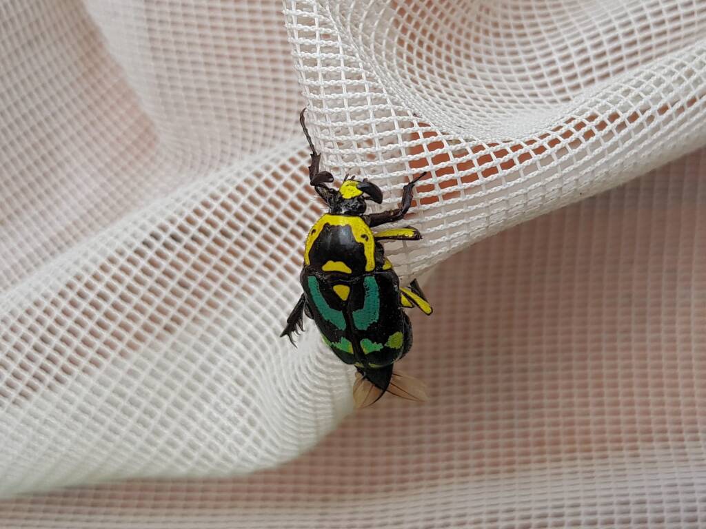Chlorobapta frontalis (Flower Beetle), Alice Springs NT