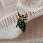 Chlorobapta frontalis (Flower Beetle), Alice Springs NT