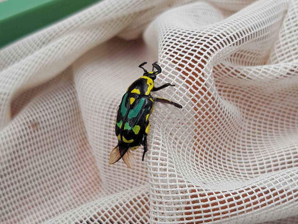 Chlorobapta frontalis (Flower Beetle), Alice Springs NT