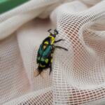 Chlorobapta frontalis (Flower Beetle), Alice Springs NT