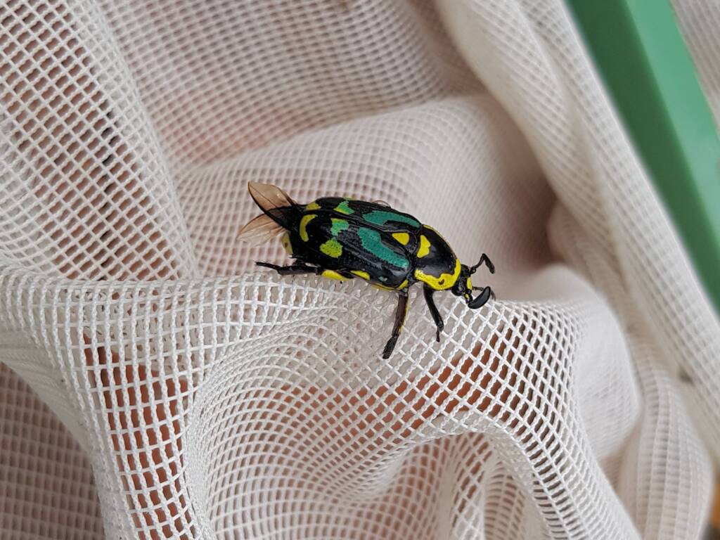Chlorobapta frontalis (Flower Beetle), Alice Springs NT