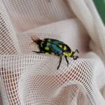 Chlorobapta frontalis (Flower Beetle), Alice Springs NT