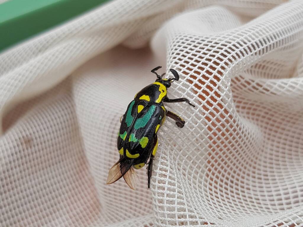 Chlorobapta frontalis (Flower Beetle), Alice Springs NT