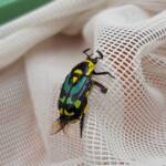 Chlorobapta frontalis (Flower Beetle), Alice Springs NT