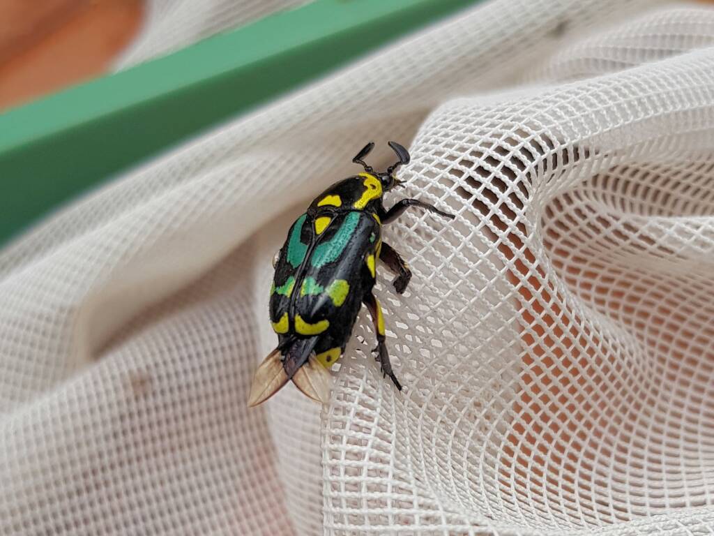 Chlorobapta frontalis (Flower Beetle), Alice Springs NT