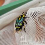 Chlorobapta frontalis (Flower Beetle), Alice Springs NT