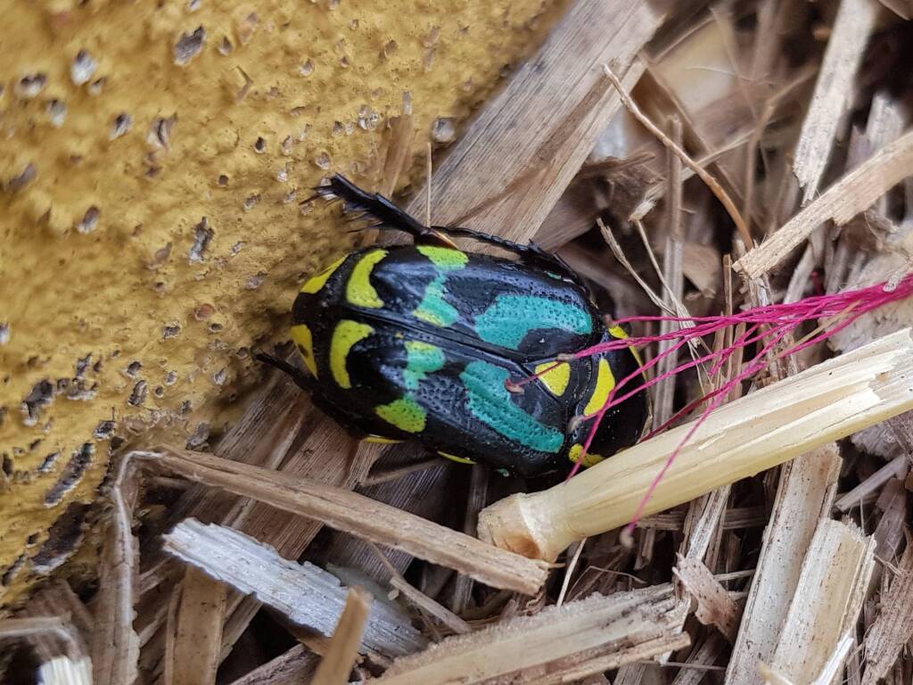 Chlorobapta frontalis (Flower Beetle), Alice Springs NT
