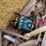 Chlorobapta frontalis (Flower Beetle), Alice Springs NT
