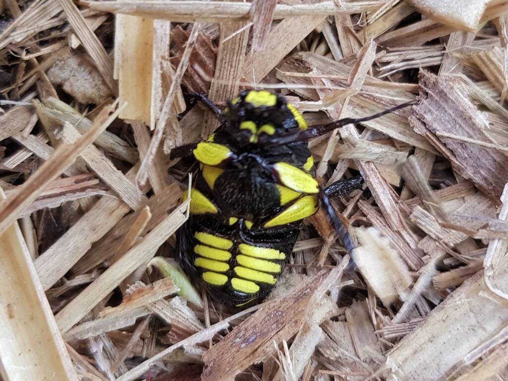 Chlorobapta frontalis (Flower Beetle), Alice Springs NT