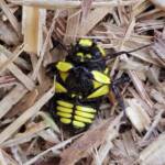 Chlorobapta frontalis (Flower Beetle), Alice Springs NT