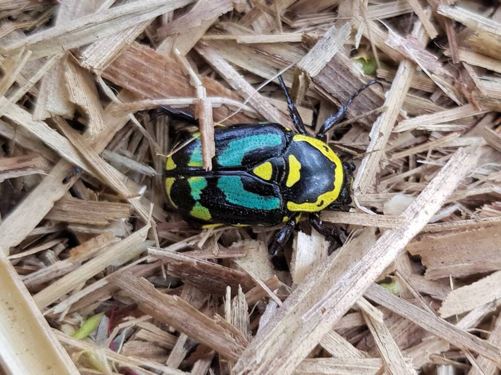 Chlorobapta frontalis (Flower Beetle), Alice Springs NT