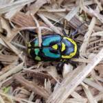 Chlorobapta frontalis (Flower Beetle), Alice Springs NT