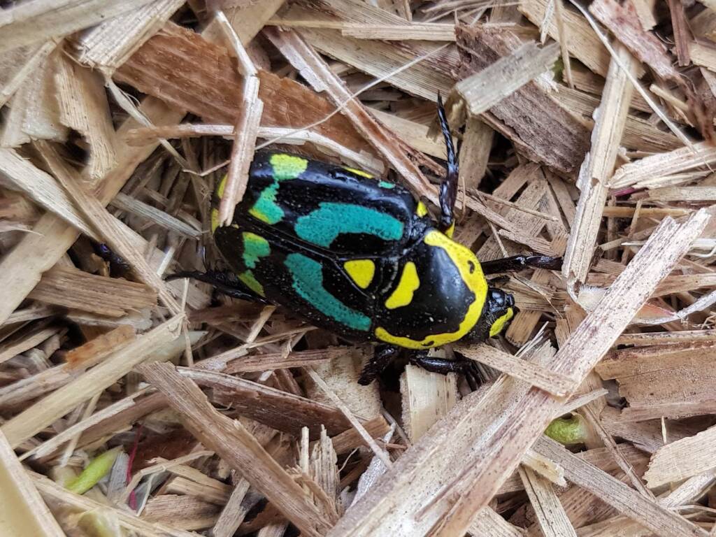 Chlorobapta frontalis (Flower Beetle), Alice Springs NT