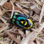 Chlorobapta frontalis (Flower Beetle), Alice Springs NT