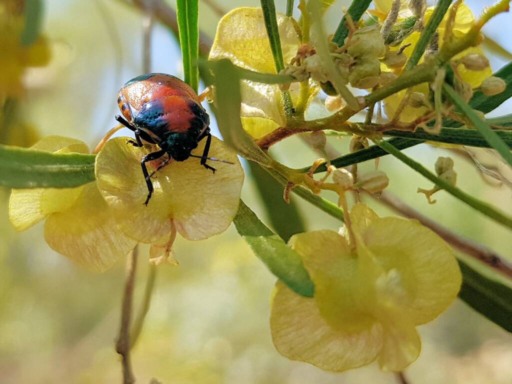 Ground Shield Bug (Choerocoris paganus), Alice Springs NT