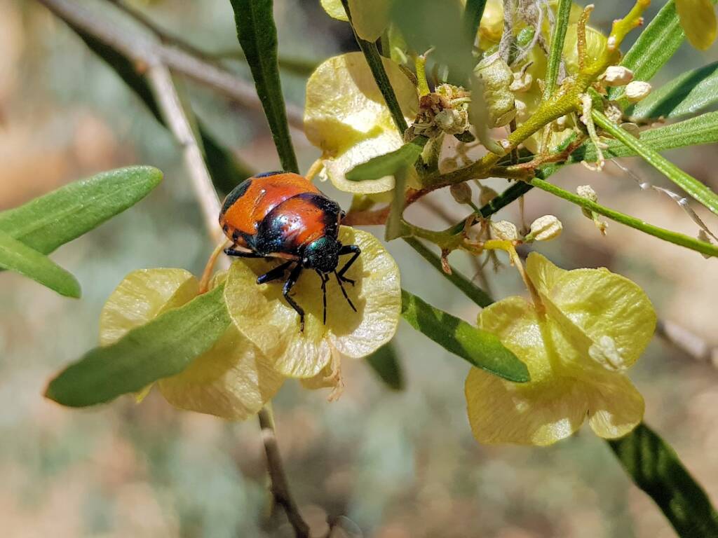 Ground Shield Bug (Choerocoris paganus), Alice Springs NT