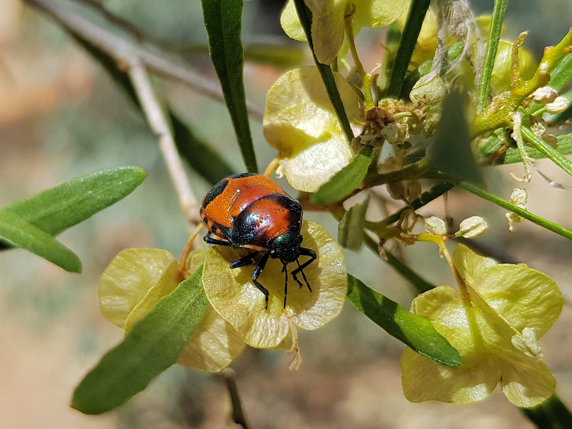 Ground Shield Bug (Choerocoris paganus), Alice Springs NT
