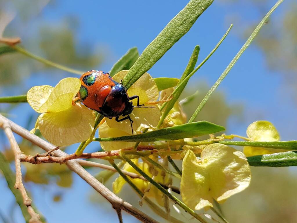 Ground Shield Bug (Choerocoris paganus), Alice Springs NT