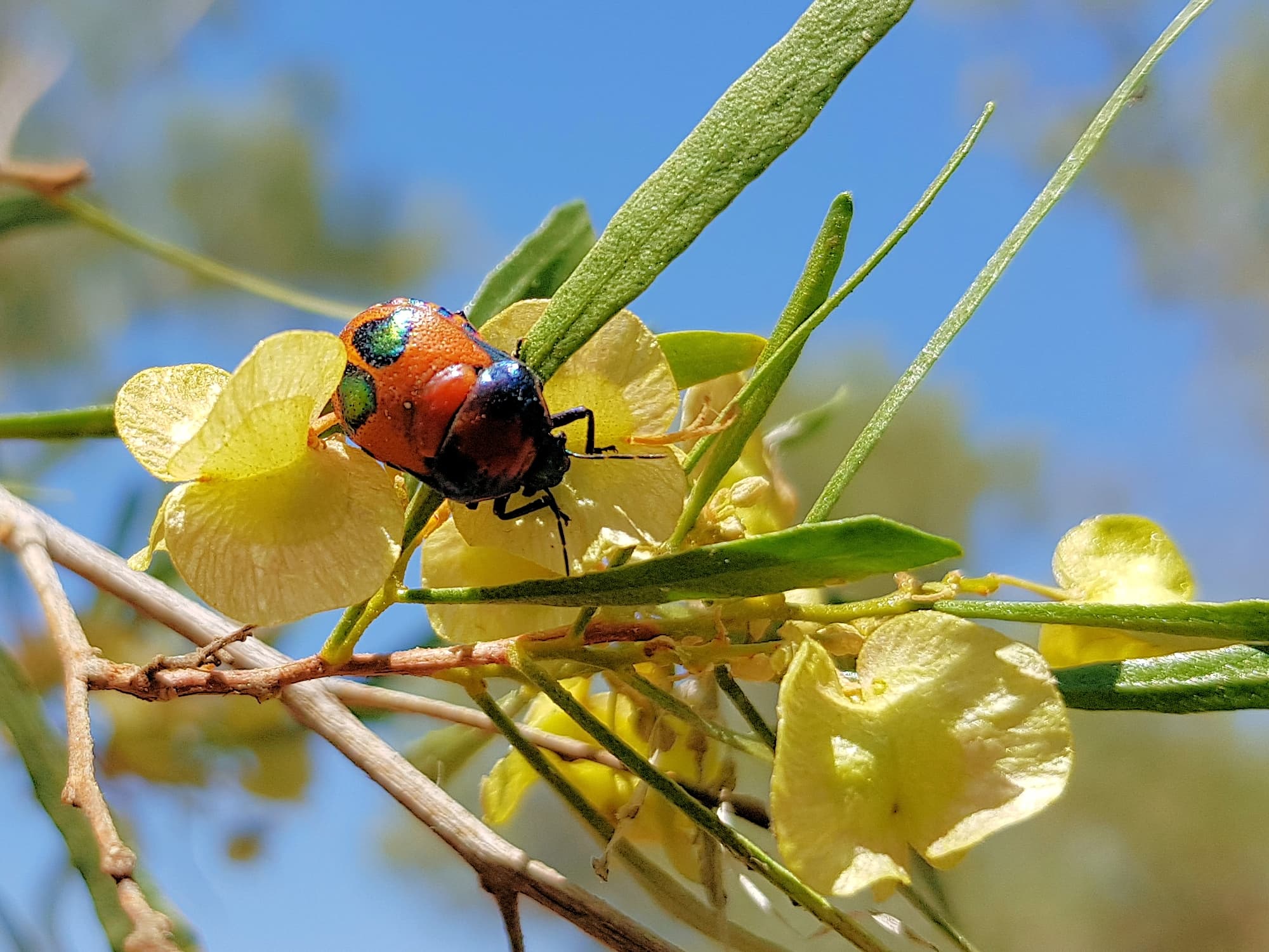 Ground Shield Bug (Choerocoris paganus), Alice Springs NT