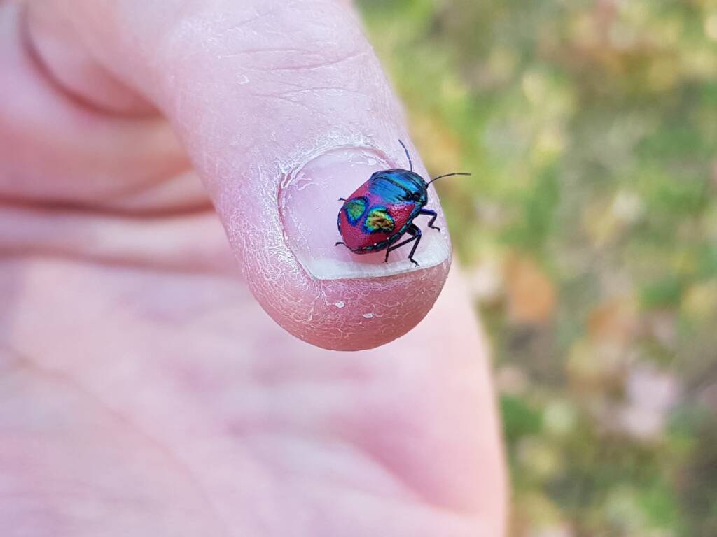 Ground Shield Bug (Choerocoris paganus), Alice Springs Desert Park NT