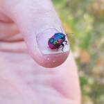 Ground Shield Bug (Choerocoris paganus), Alice Springs Desert Park NT
