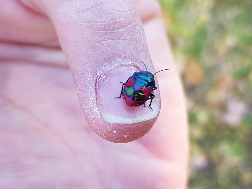 Ground Shield Bug (Choerocoris paganus), Alice Springs Desert Park NT