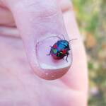 Ground Shield Bug (Choerocoris paganus), Alice Springs Desert Park NT