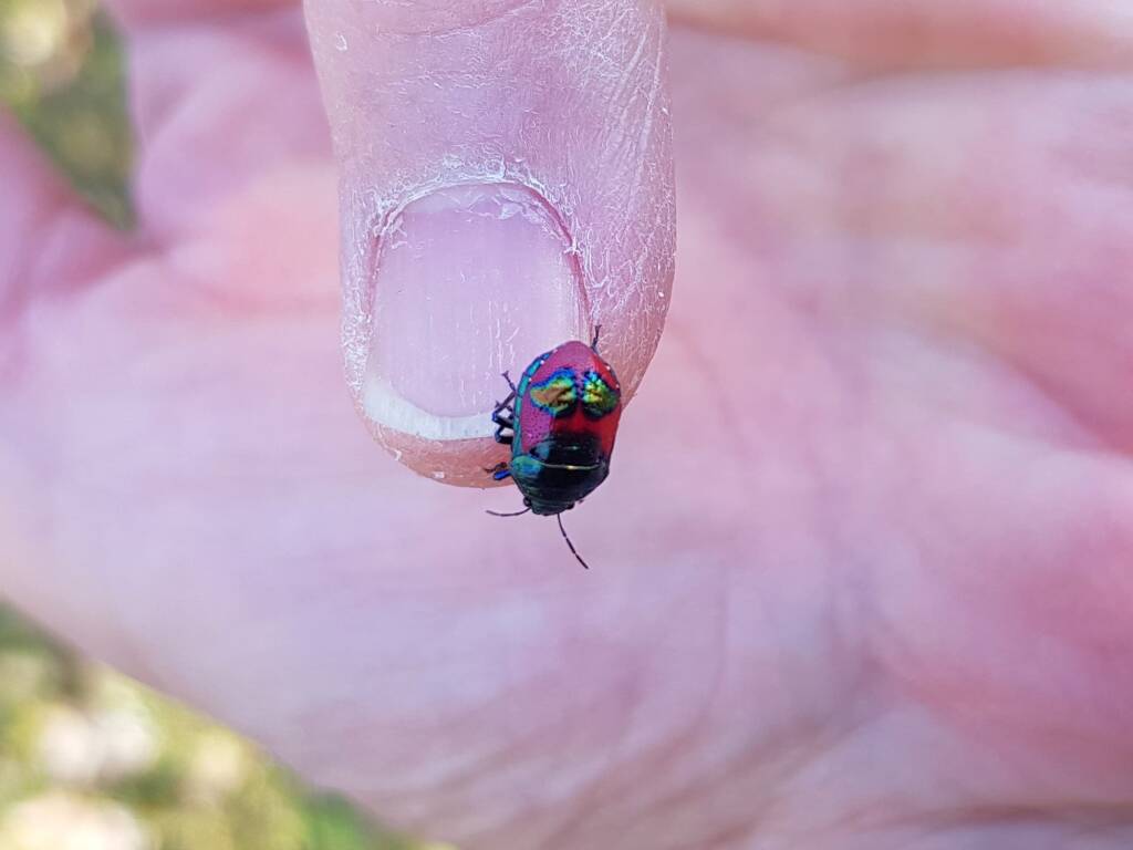 Ground Shield Bug (Choerocoris paganus), Alice Springs Desert Park NT