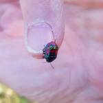 Ground Shield Bug (Choerocoris paganus), Alice Springs Desert Park NT