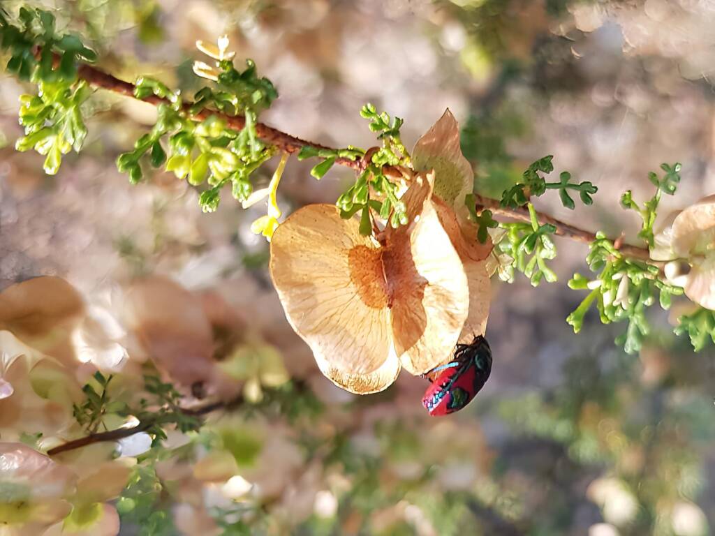 Ground Shield Bug (Choerocoris paganus) on Brilliant Hopbush (Dodonaea microzyga), Alice Springs Desert Park NT