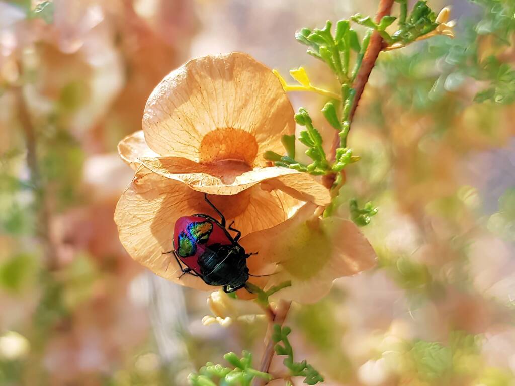 Ground Shield Bug (Choerocoris paganus) on Brilliant Hopbush (Dodonaea microzyga), Alice Springs Desert Park NT