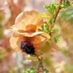 Ground Shield Bug (Choerocoris paganus) on Brilliant Hopbush (Dodonaea microzyga), Alice Springs Desert Park NT