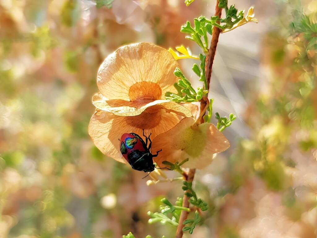 Ground Shield Bug (Choerocoris paganus) on Brilliant Hopbush (Dodonaea microzyga), Alice Springs Desert Park NT